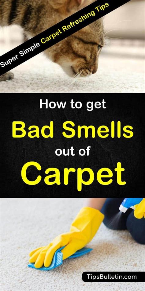 what takes pet odor out of carpet